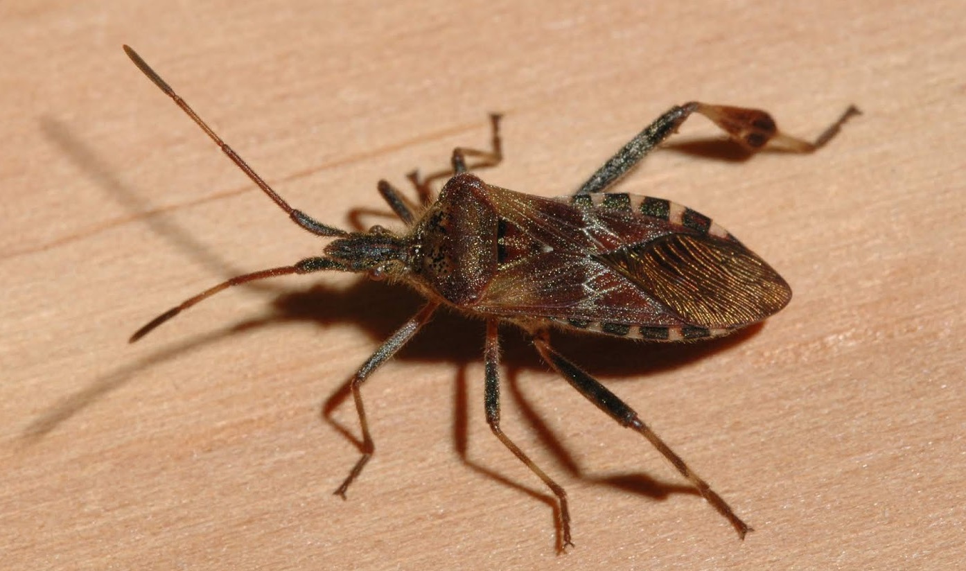 Kissing bug bite and size, where do these kissing bugs live?