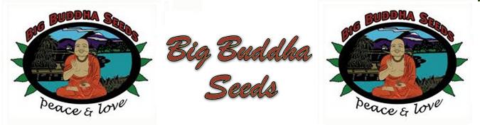 Buy Big Buddha Seeds Online