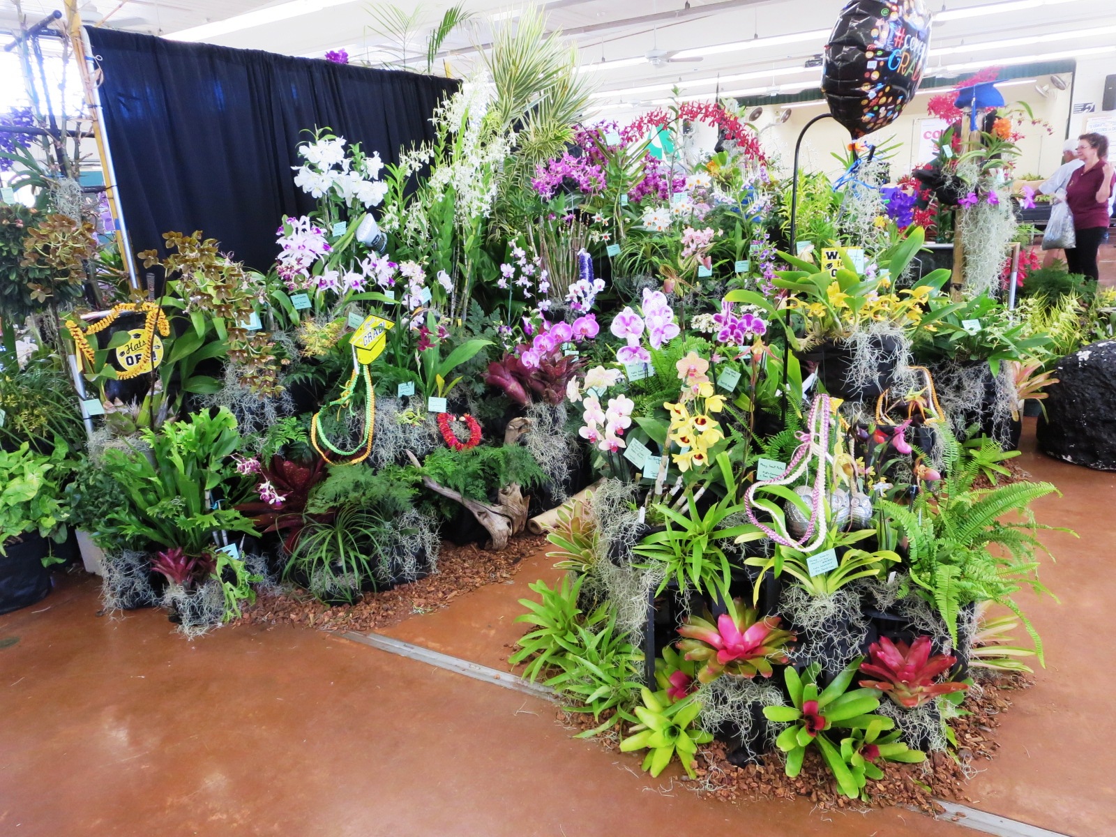Aiea Orchid Club ｱｲｴｱ蘭の会 2019 06 06 the 38th Annual Aiea Orchid Show