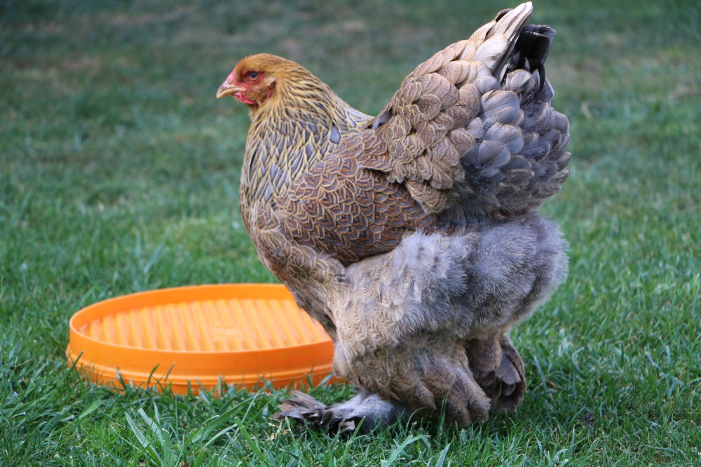 Top 10 Brahma Chicken Coop Plans Ideas Chicken Galleri