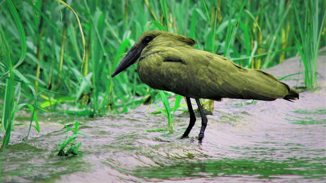 bird wallpaper for home bird wallpaper for home