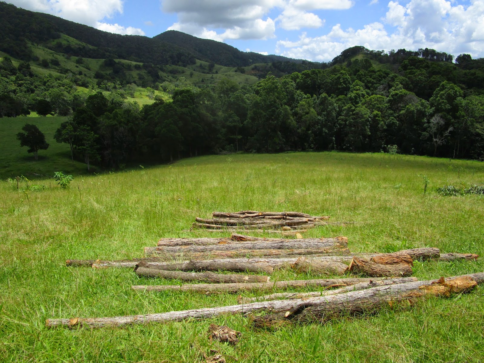 Logs for fence posts at the Permaculture Research Institute Sunshine Coast