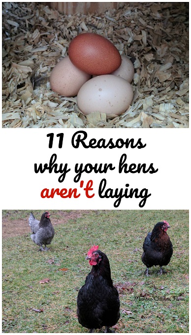11 Common Reasons Why Chickens Stop Laying Eggs (And How To Fix It) 