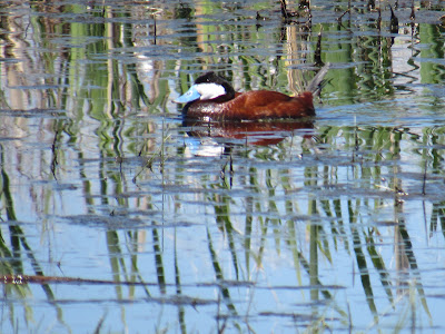 Ruddy Duck courtship display mating behavior