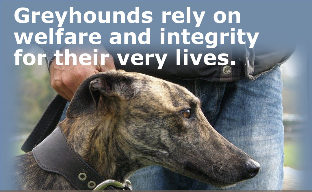 Keeping NSW Greyhounds Safe with Clever Tech Australian Dog Lover