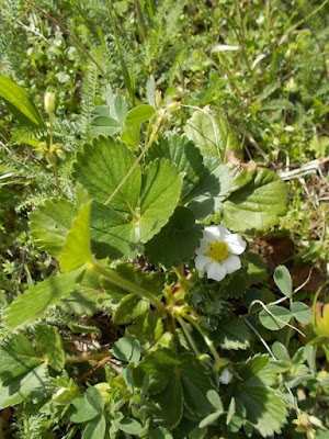 Fragole nell'orto di aprile Fragole nell'orto di aprile