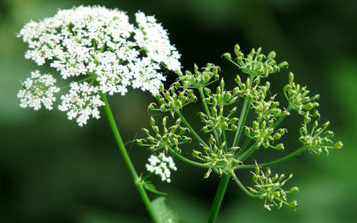 Ajwain (Trachyspermum ammi) benefits Herbal Arcade