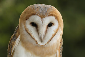 Barn Owl