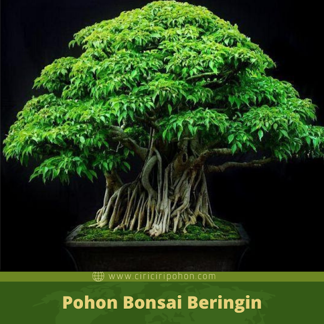 Ciri Ciri Pohon Bonsai Beringin