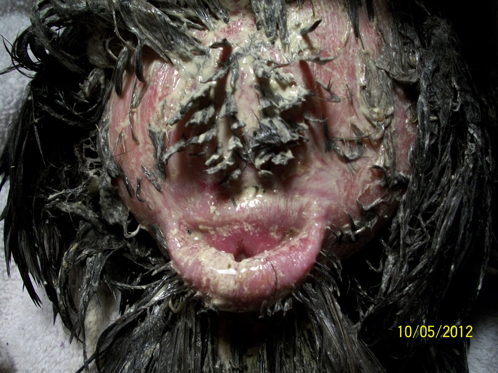 Natural Chicken Keeping: Prolapsed Vent (Cloaca) and Laying Problems in