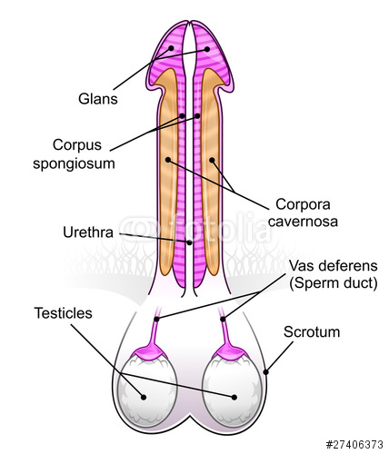 Matters Of Size Penis Enlargement Exercise 15