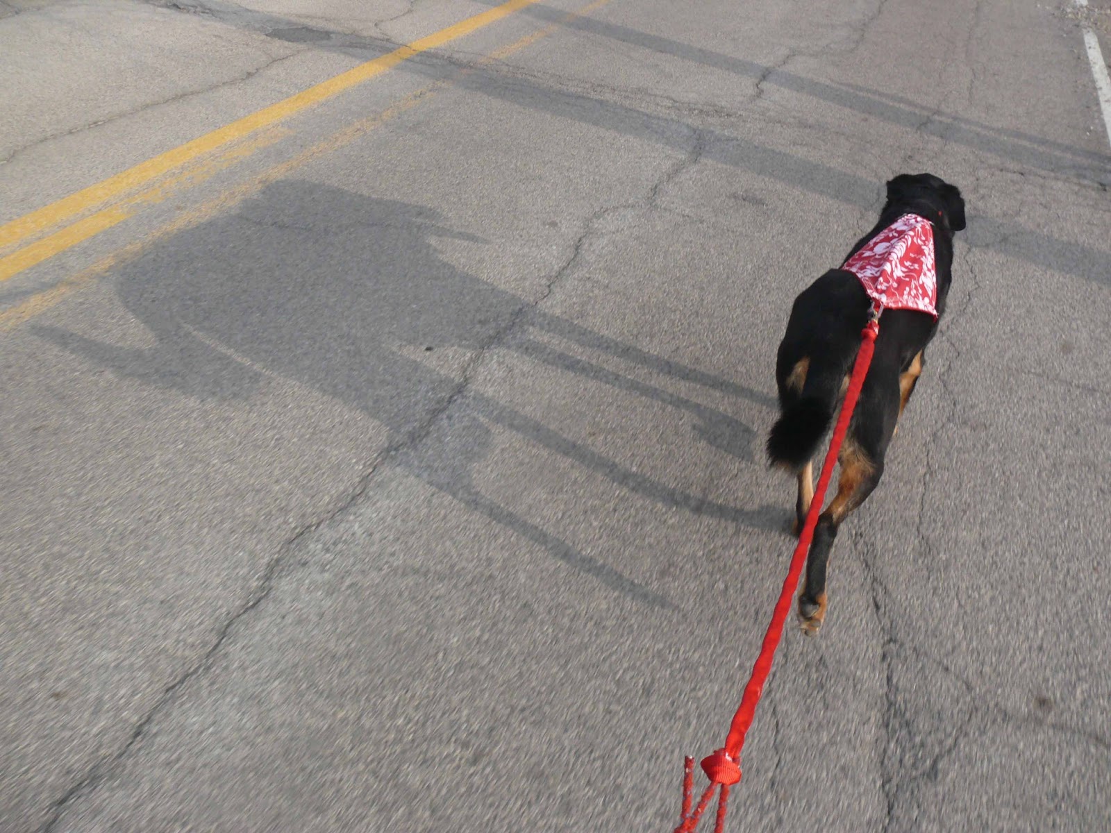 Gee and Haw How to teach a dog to turn on cue