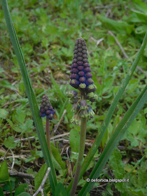 confetture di rosa,  ribes, lampone, piccoli frutti, amarene, fichi, prugne, gelatina di tarassaco, sali aromatizzati al timo, issopo, alloro, maggiorana, oleoliti alla lavanda, cipresso, salvia, rosmarino, iperico, ghirlande addobbi con fiori secchi ortica e erbe essiccate