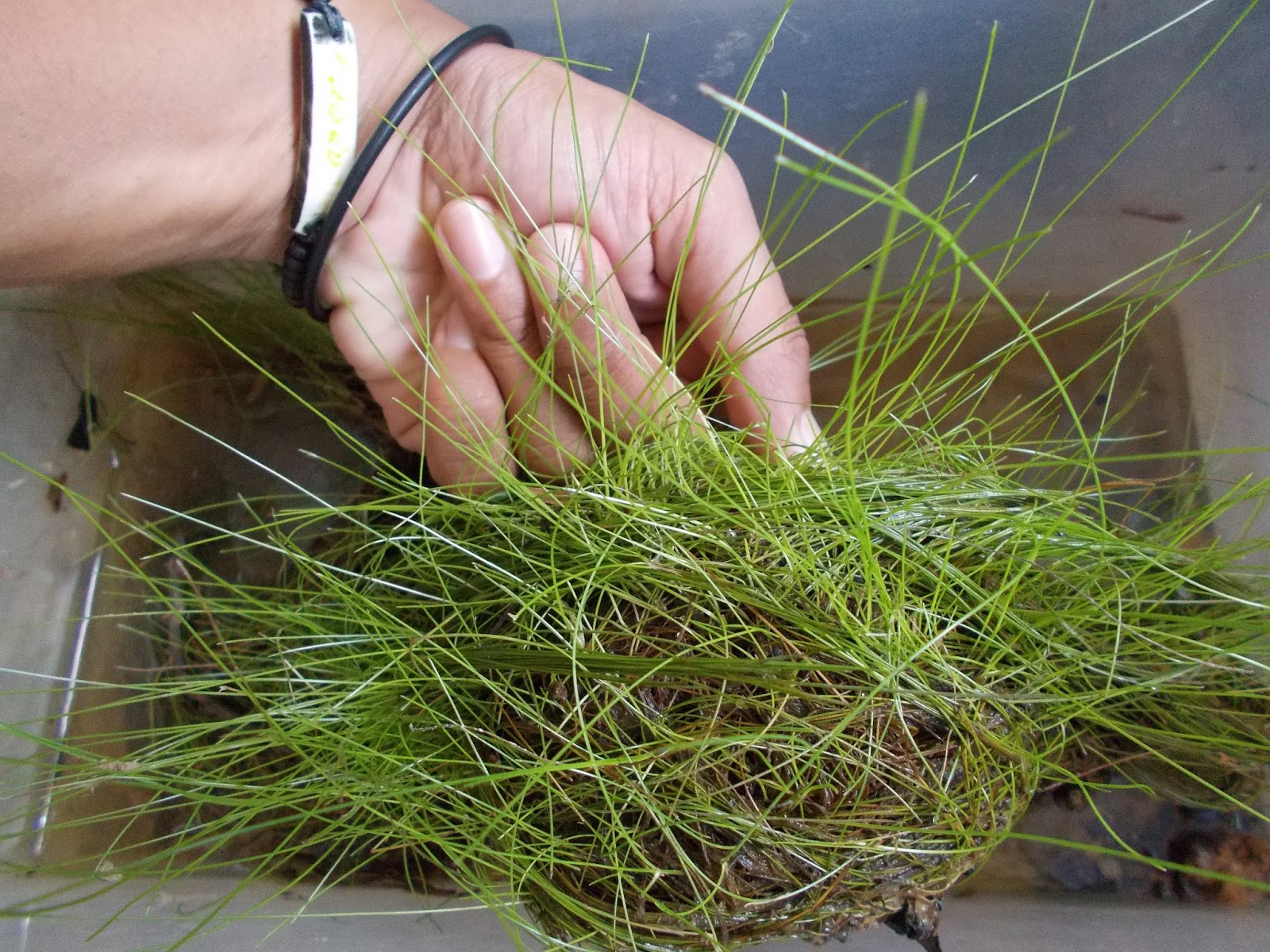 Aquatic Plant Kalimantan Barat 2016