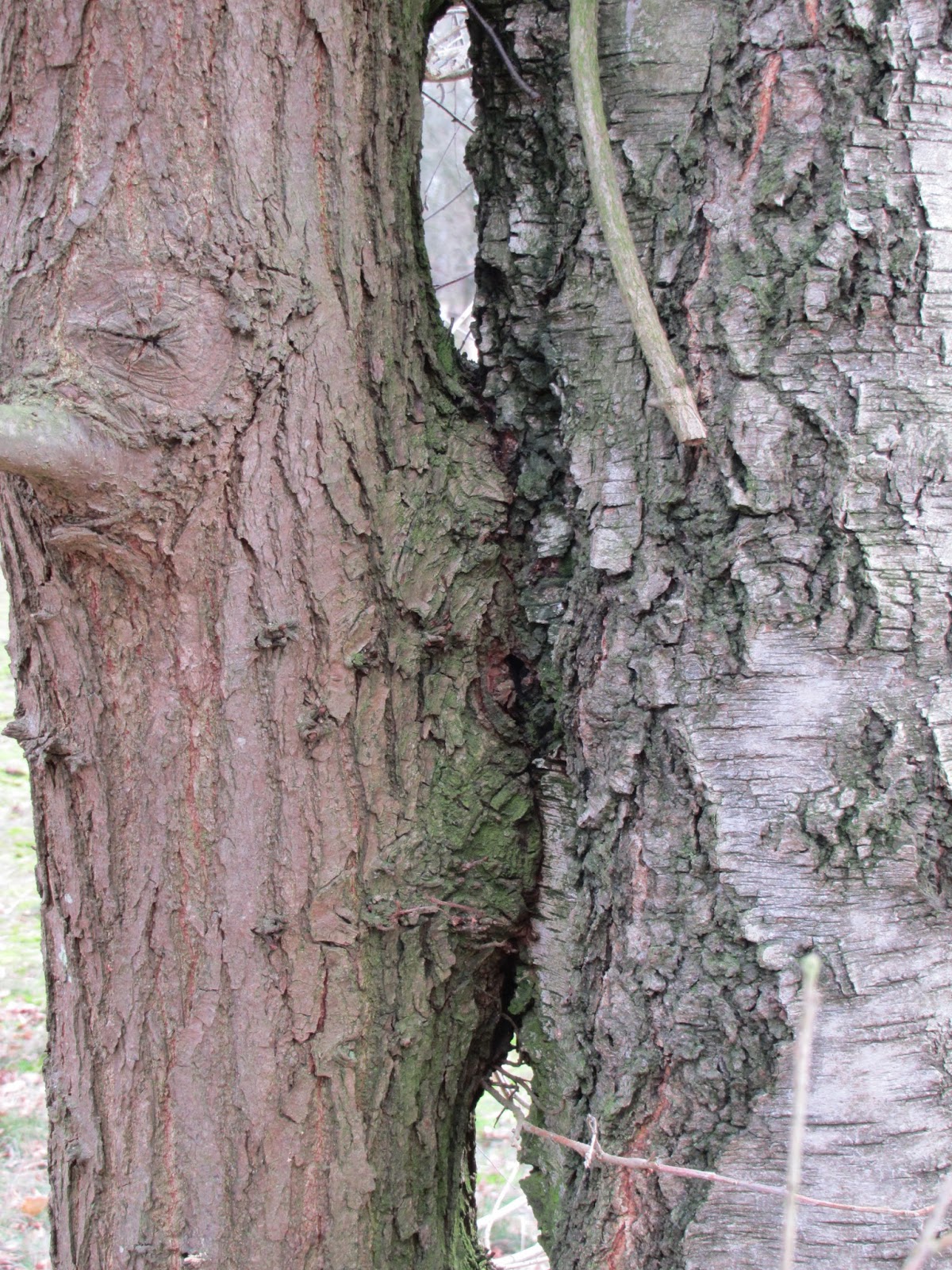 Sterrenkruid De Zwarte Berg in Hoogeloon — Joke Visker