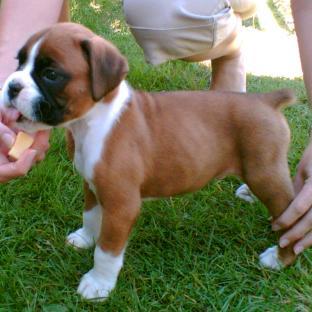 Boxer.jpg