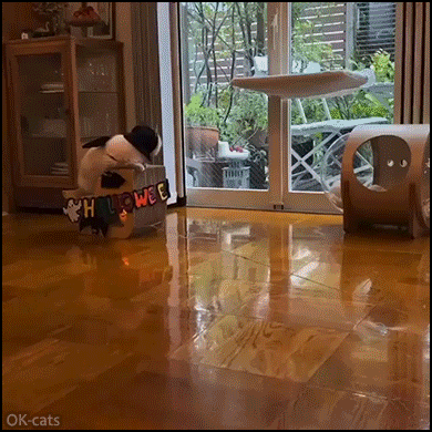 Funny Cat GIF • They see me rolling, they hating! Funnnycat with laser eyes in his Halloween carriage Funny Cat GIF • They see me rolling, they hating! Funnnycat with laser eyes in his Halloween carriage
