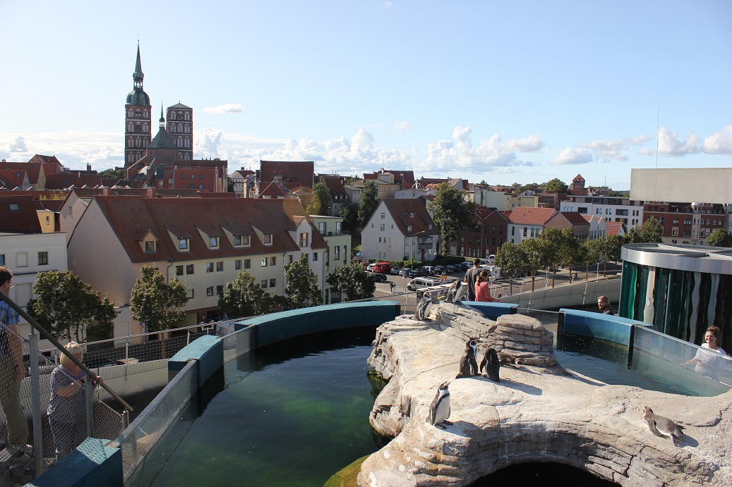 tučňáci na střeše oceanária ve Stralsundu a historické centrum