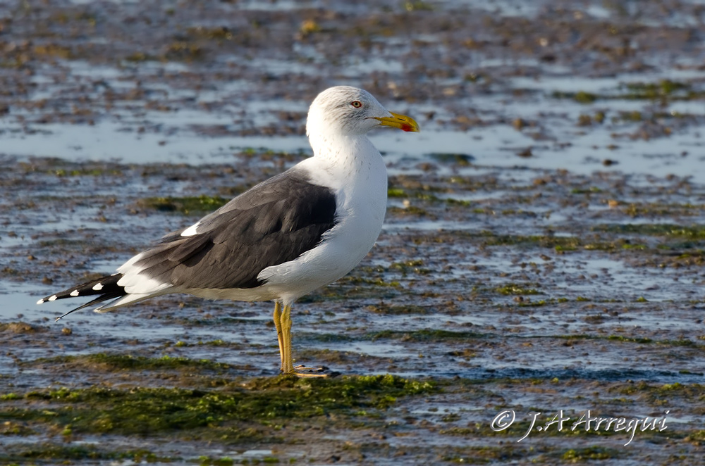 Gaviota sombría, Larus fuscus, Lesser Black-backed Gull Gaviota sombría, Larus fuscus, Lesser Black-backed Gull