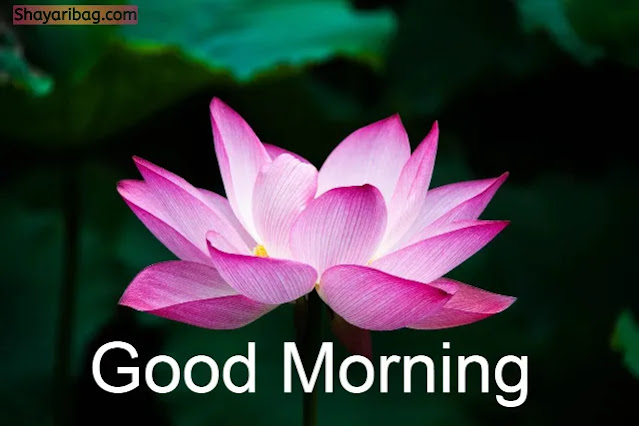 Good Morning Flowers Friend Good Morning Flowers Friend
