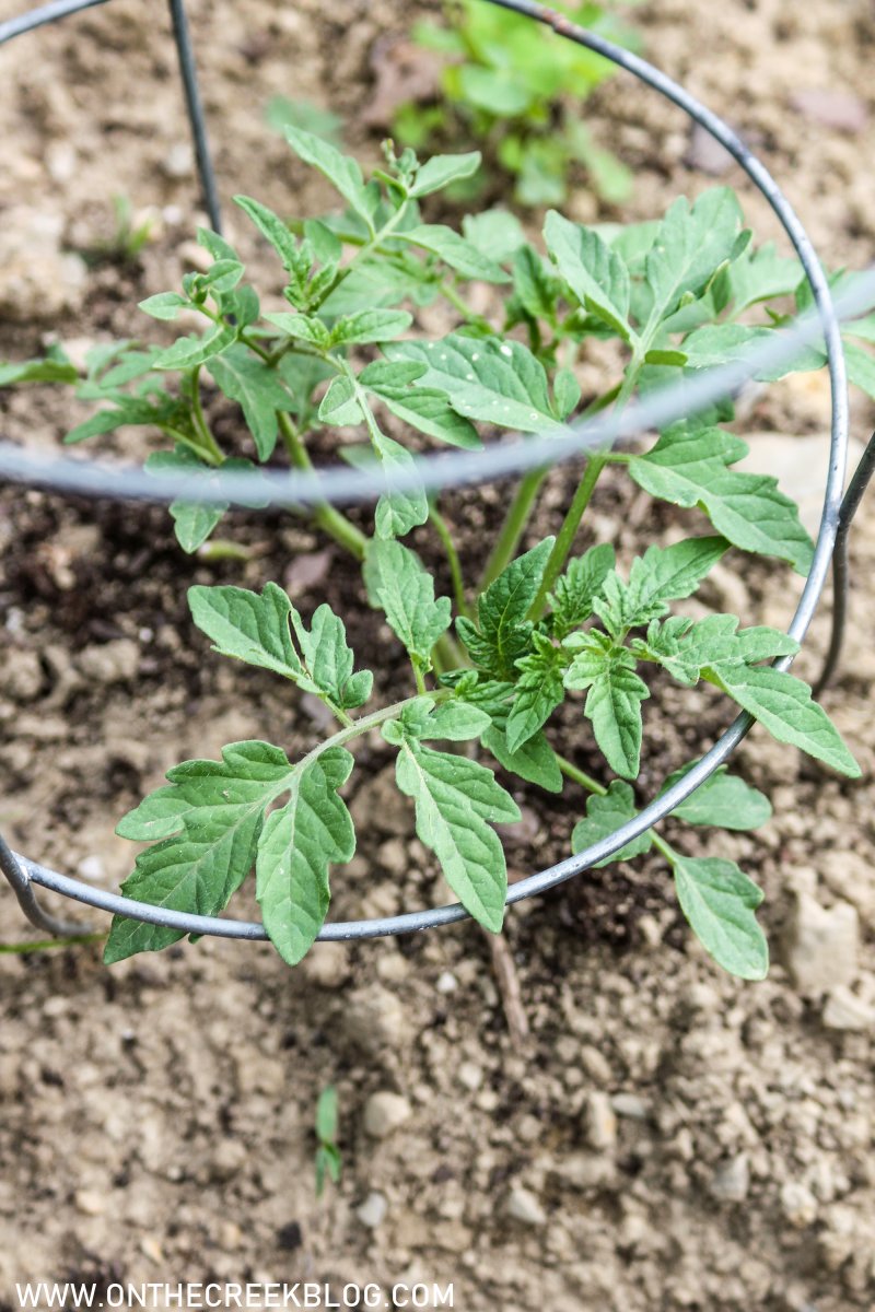 Using Natural Blood Meal on Tomato Plants