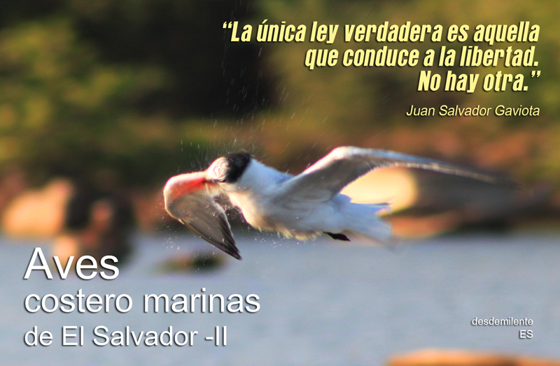 El Salvador desde mi lente:.: Aves costero-marinas de El Salvador (Parte-II)