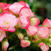 The Begonia of Albania, a Flower of Astonishing Medicinal Value