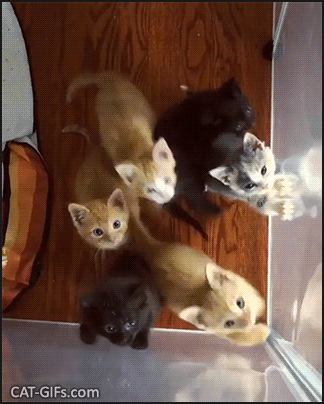Cute kitten GIF • 8 cute kitties meowing hard begging for freedom and food. Feed us! Feed us! Cute kitten GIF • 8 cute kitties meowing hard begging for freedom and food. Feed us! Feed us!