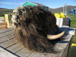 Grönland'da bir misk öküzü başı.