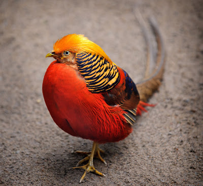 Faisán dorado - Golden pheasant