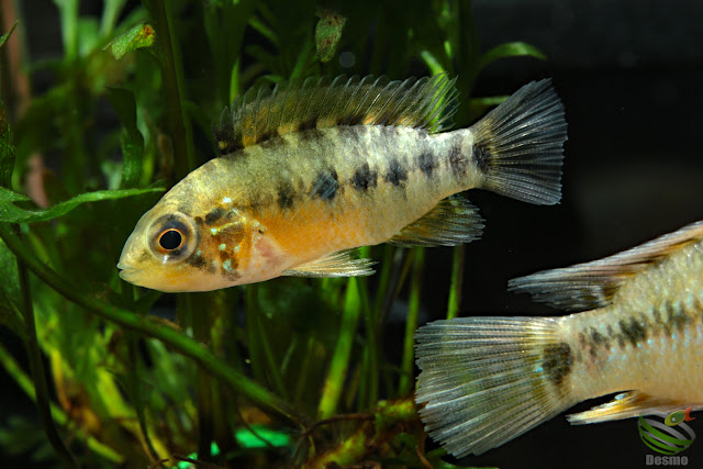 Apistogramma sp. sanjose from San José, Colombia