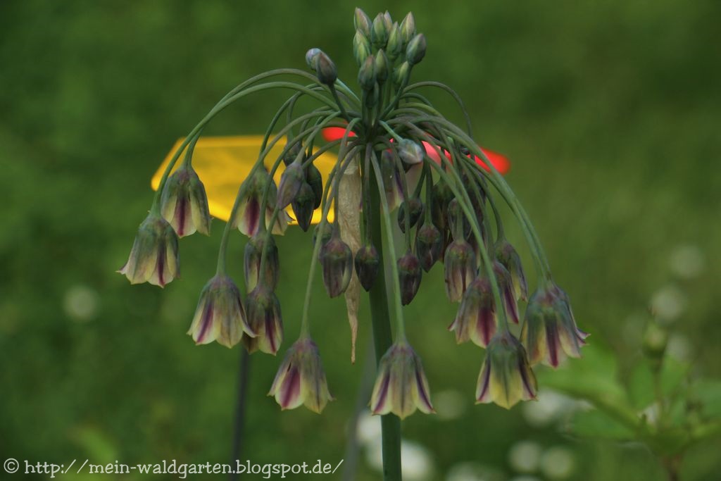 © Mein Waldgarten Sizilianischer Honiglauch