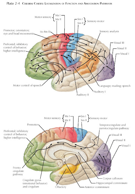 CEREBRAL CORTEX: LOCALIZATION OF FUNCTION AND ASSOCIATION PATHWAYS