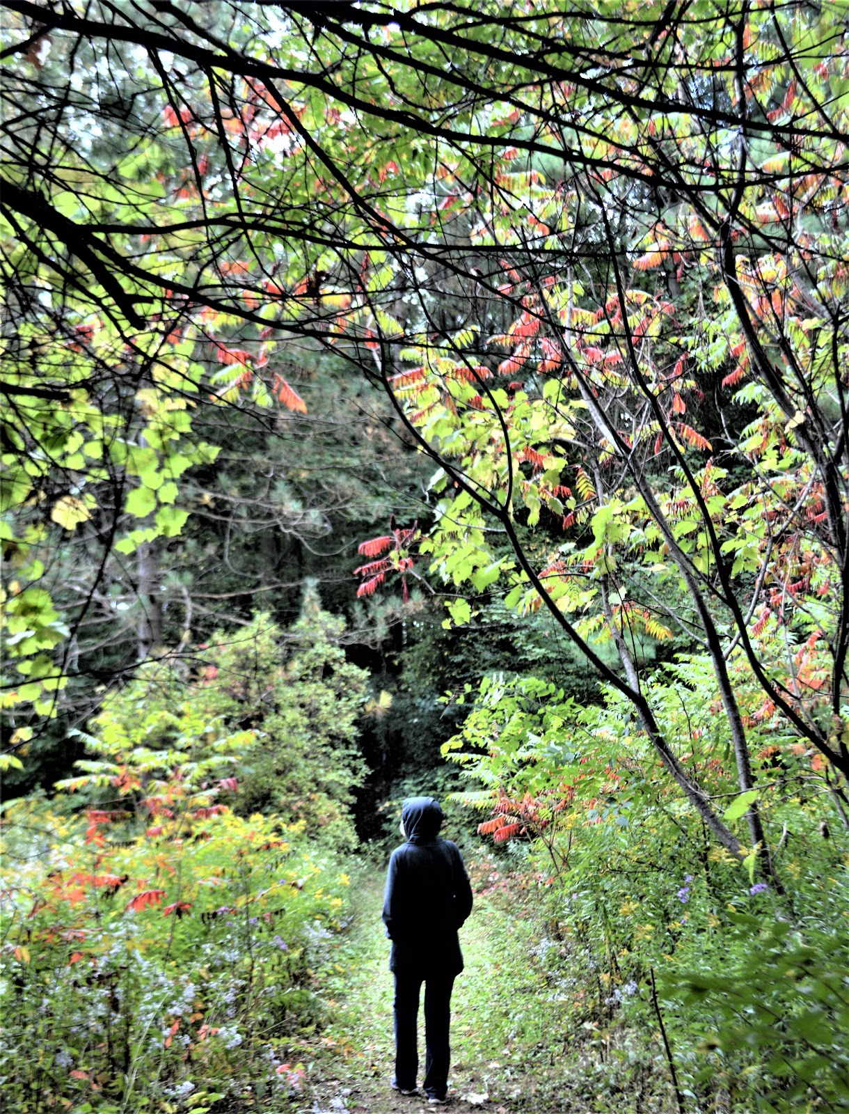 Camera on King & Aurora Apple Orchard Trail 16th Sideroad