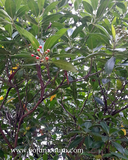 Fagraea fragrans, Tembusu, Ironwood fruits