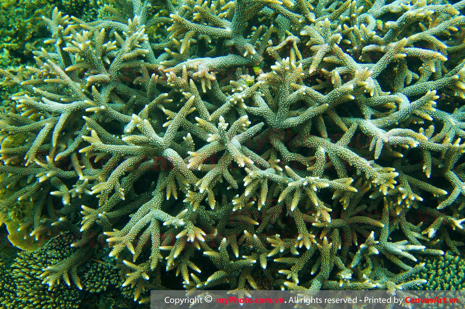 Những hình ảnh san hô đẹp dưới biển được chụp bởi Jimmy Teo ...