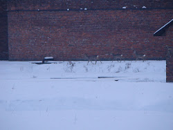 auschwitz treatment water wildlife deer plants whilst walking plant between through