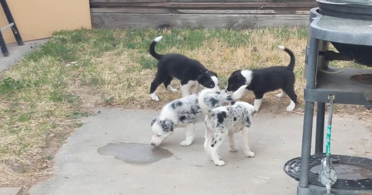 Blue Heeler Border Collie Mix Temperament Size Adoption Lifespan Price