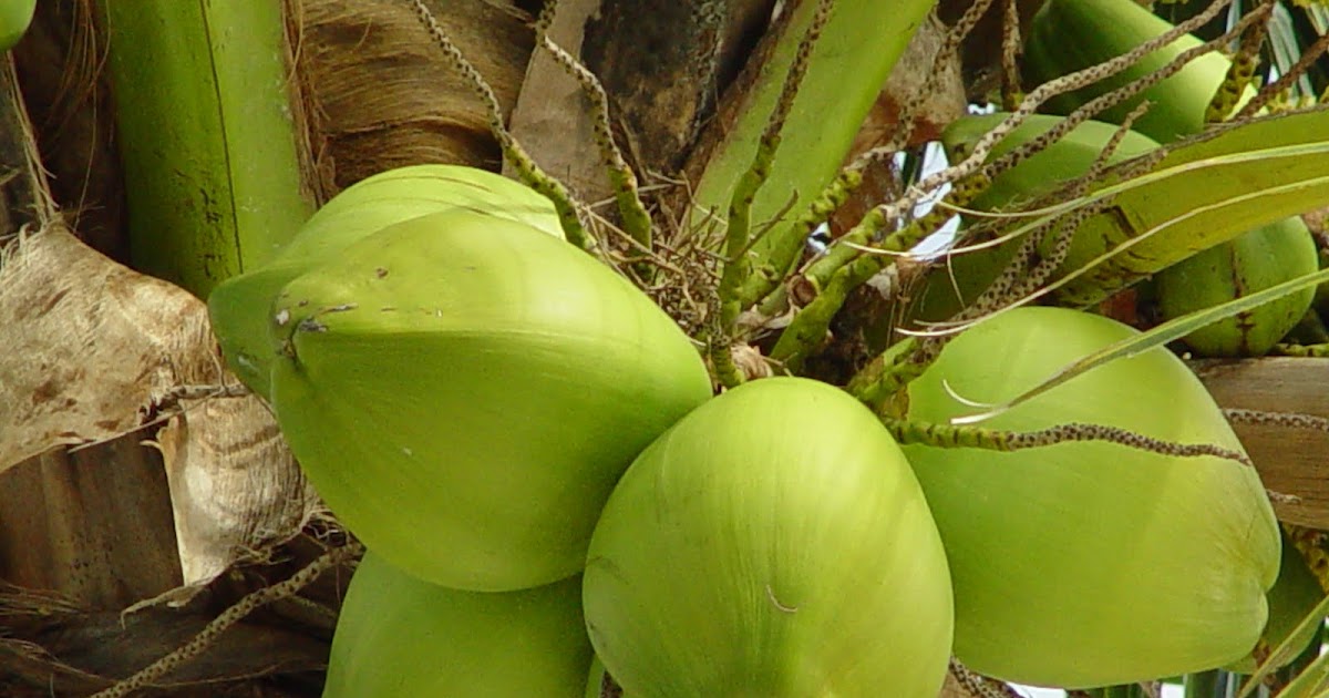 young coconut manufacturers