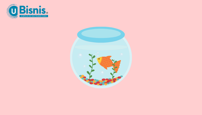 Ikan Hias yang Kuat Hidup di Air Tawar