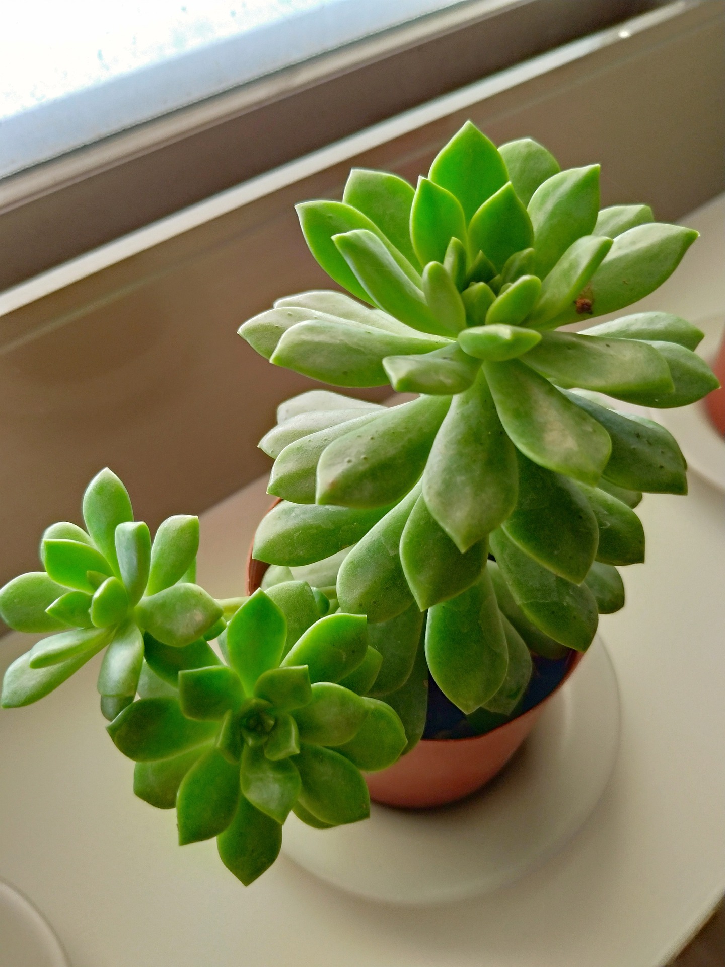 Todo lo que debes saber sobre