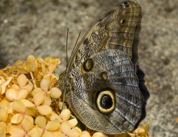 فراشة البومة العملاقة فراشة البومة العملاقة