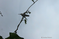 Ruby-throated hummingbird silhouette - by Denise Motard