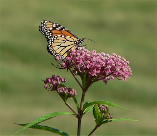 Milkweed Milkweed