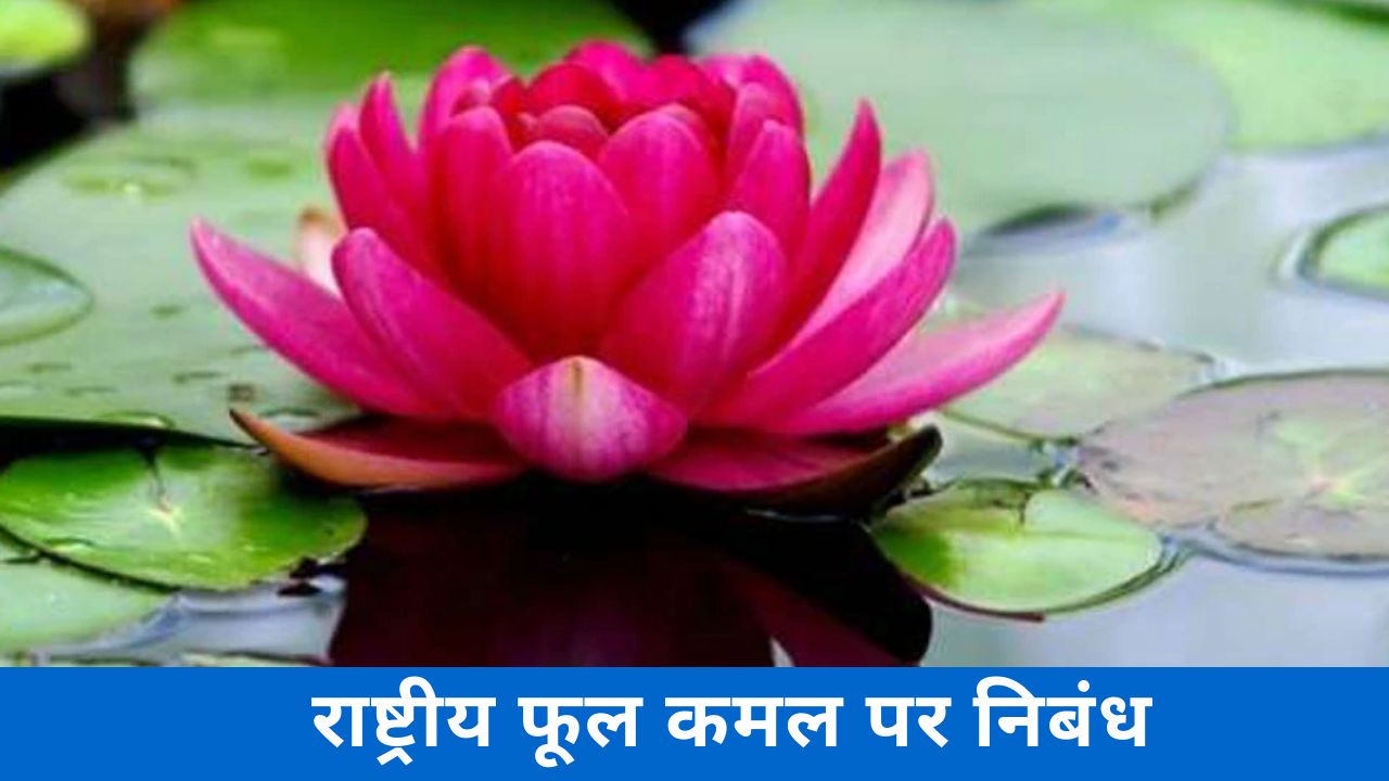 national flower of india essay in hindi