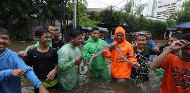 Jangan Panik, Jika Ada Ular Saat Banjir Segera Hubungi Relawan Ini Jangan Panik, Jika Ada Ular Saat Banjir Segera Hubungi Relawan Ini