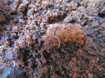 Earthworm in garden soil