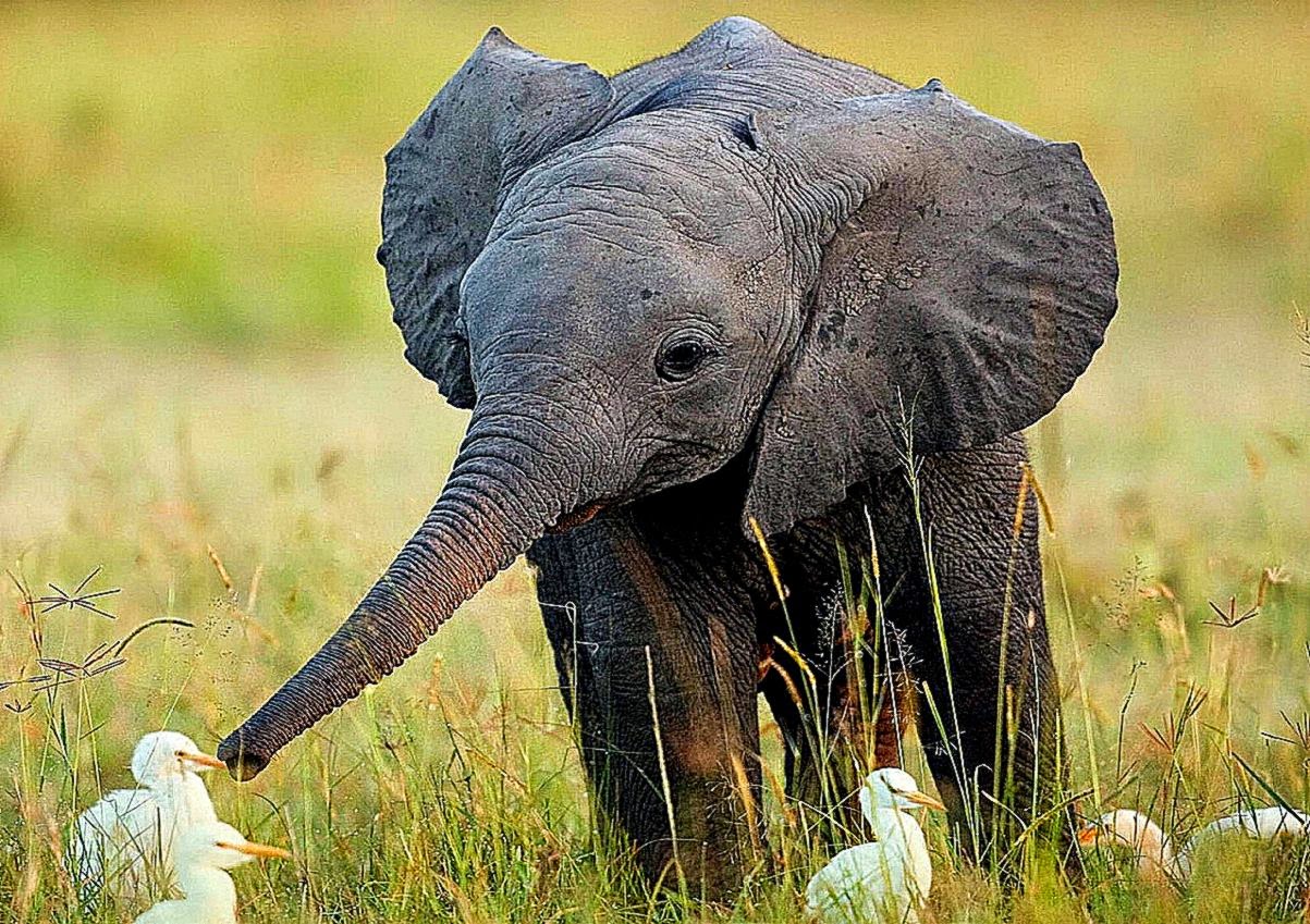 Baby Elephant Wallpaper