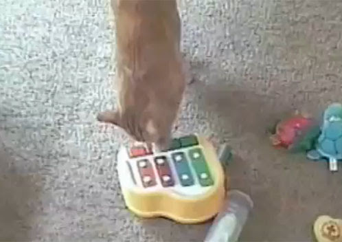 Video : メス猫にピアノの音楽で想いを捧げるオス猫 ! !