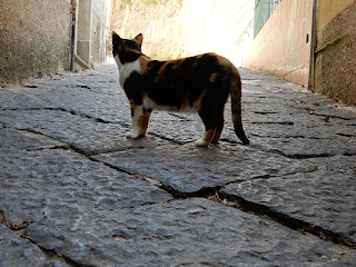 サレルノで見つけた猫
